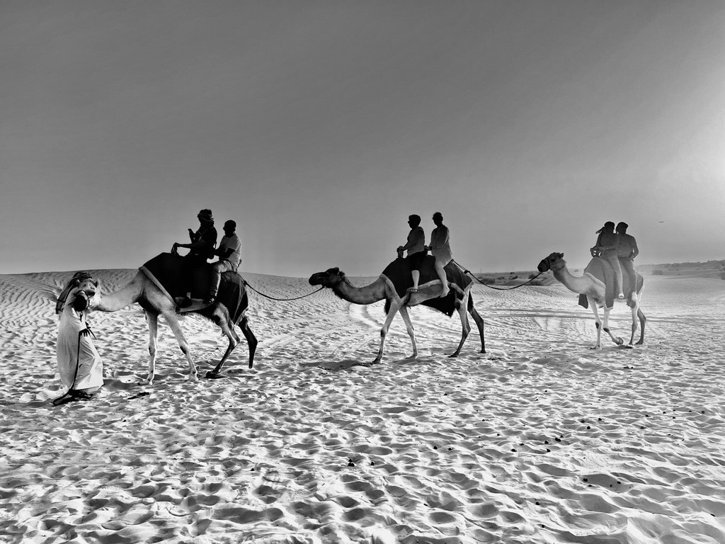 3 Desert Camels